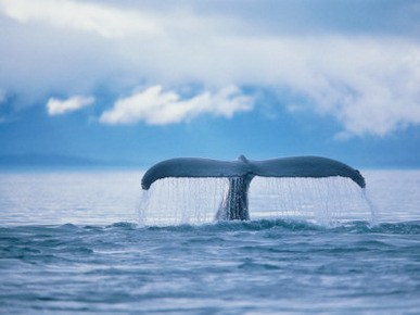 Humpback Whale Tail