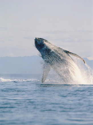 Breaching Humpback Whale