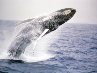 Humpback Whale