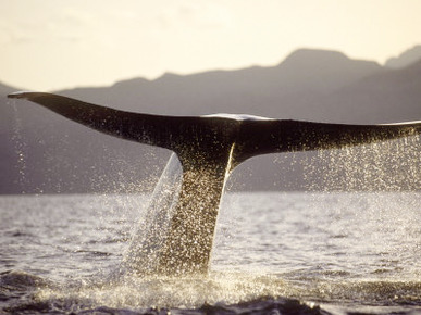 Blue Whale, Fluking, Sea of Cortez