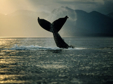 Humpback Whale Tail at Sunset