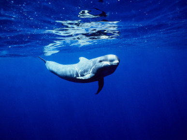 Short-Finned Pilot Whales, Tenerife, Spain