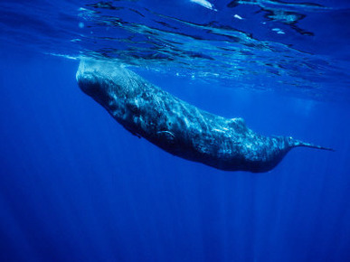 Sperm Whale, Juvenile, Portugal