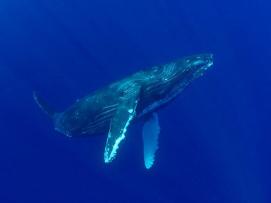 Humpback Whales, Hawaii