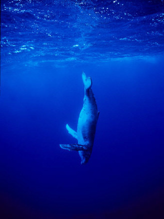 Humpback Whale, Juvenile, Polynesia