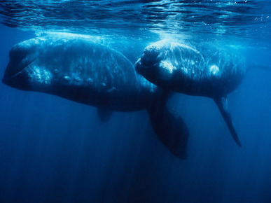 Southern Right Whale, Juvenile &Mother, Valdes Penin