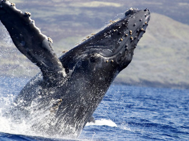 Humpback Whales, Hawaii