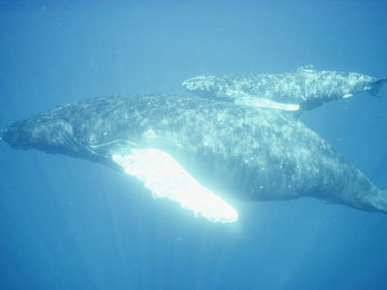 A Humpback Whale and Her Calf Swim in Clear Blue Water