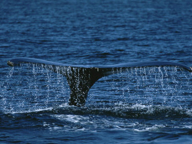 The Tail Flukes of a Humpback Whale