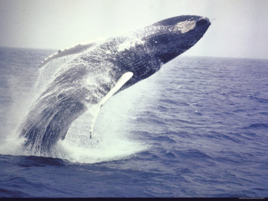 Humpback Whale Leaping Out of Water Near Bermuda