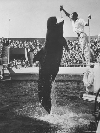Pilot Whale Leaping to Catch Kipper from Keeper at Marineland