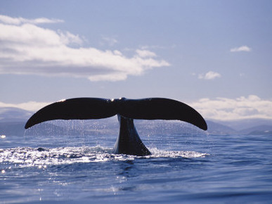 A Bowhead Whale, Also Known as a Greenland Right Whale, Has its Tail Above the Waters Surface