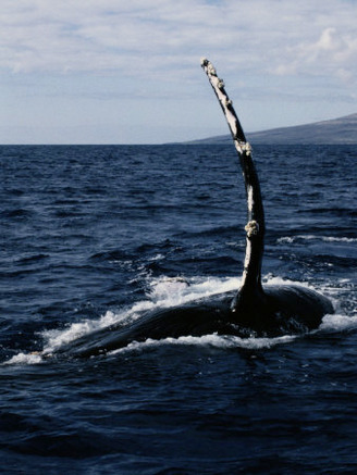 Humpback Whale off the Coast of Maui