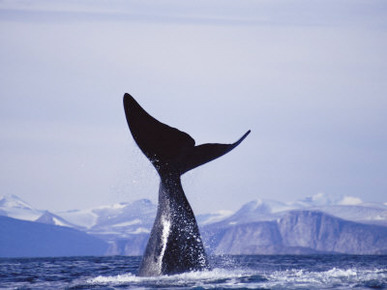 A Bowhead Whale Has its Tail Above the Waters Surface