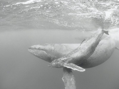 An Adult and Juvenile Humpback Whale Glide Through the Water