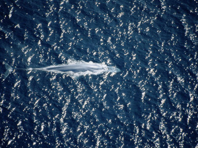 An Overhead View of a Blue Whale