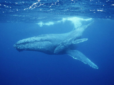 A Mother Humpback Whale and Her Baby