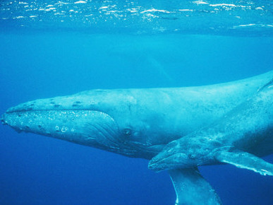 An Adult and Juvenile Humpback Whale Glide Through the Water