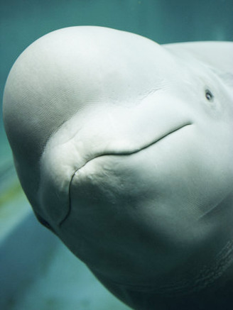 The Friendly Face of a Beluga Whale in Extreme Close-up