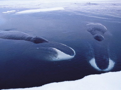 Greenland Right Whales Swimming Underwater