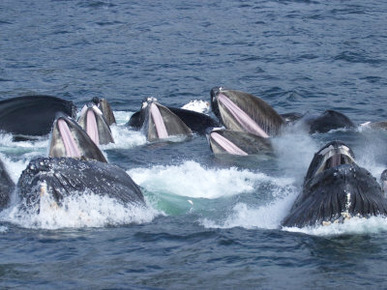 A Group of Humpback Whales Bubble Net Hunting and Feeding Together