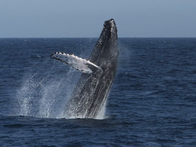 A Breaching Humpback Whale