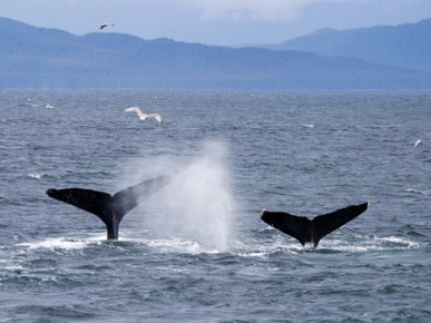 Tail Flukes of Diving Humpback Whales as They Feed