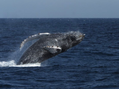 A Breaching Humpback Whale