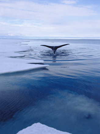 A Greenland Right Whale Pops its Tail out of the Water