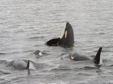 A Pod of Killer Whales with One of Them Spy Hopping