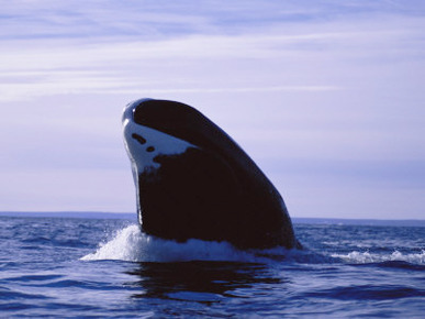 A Bowhead Whale, Also Known as a Greenland Right Whale