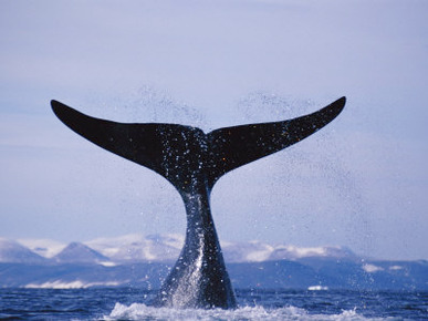 A Bowhead Whale, Also Known as a Greenland Right Whale, Smashes its Tail on the Waters Surface