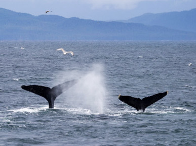 Humpback Whales Dive for Food in Chatham Strait