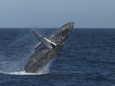 A Breaching Humpback Whale in the Sea of Cortez