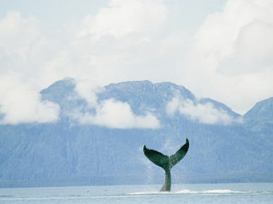 Humpback Whales Tail Rising Above the Water