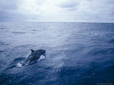 False Killer Whale Leaps over the Stormy Ocean Surface, Australia