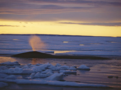 A Bowhead Whale Sprays Water from its Blowhole