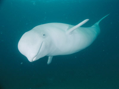 A Beluga Whale