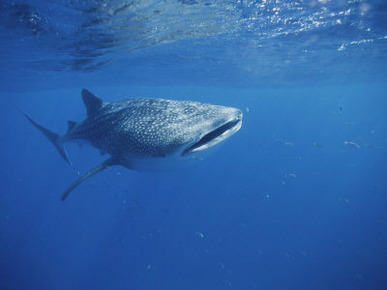 A Whale Shark in the Waters off Western Australia
