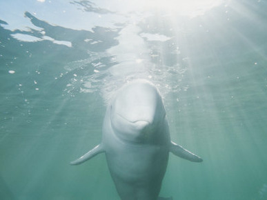 Underwater Portrait of a Beluga Whale Bathed in Rays of Sunlight