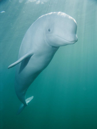 Close-up of a Beluga Whale