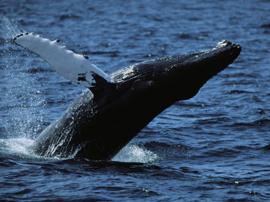 A Humpback Whale Breaching off the Coast of Massachusetts