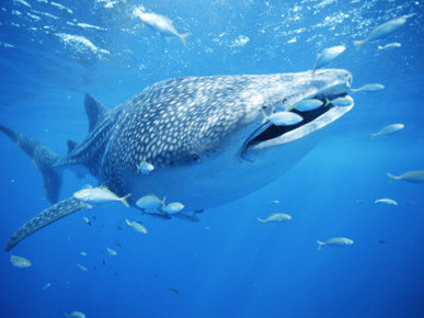 Small Fish Swim Along with a Whale Shark, Rhincodon Typus