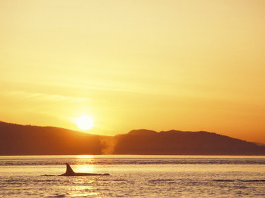 Surfacing Orca Whales, San Juan Islands, Washington, USA