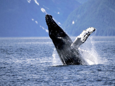 Humpback Whale Breaching, Inside Passage, Alaska, USA