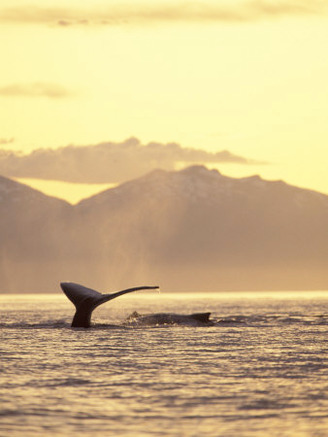 Humpback Whale at Sunset, Inside Passage, Alaska, USA