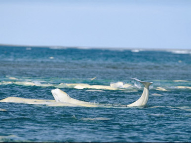 A Pod of Beluga Whales Swim at Waters Surface