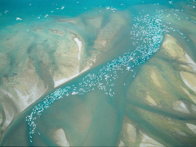 An Aerial View of a Pod of Beluga Whales Congregated in an Inlet