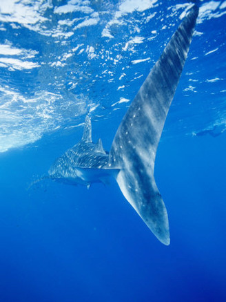 A Tail-End View of a Whale Shark