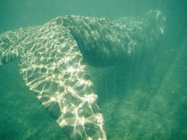 A Southern Right Whale in Sun-Dappled Water
